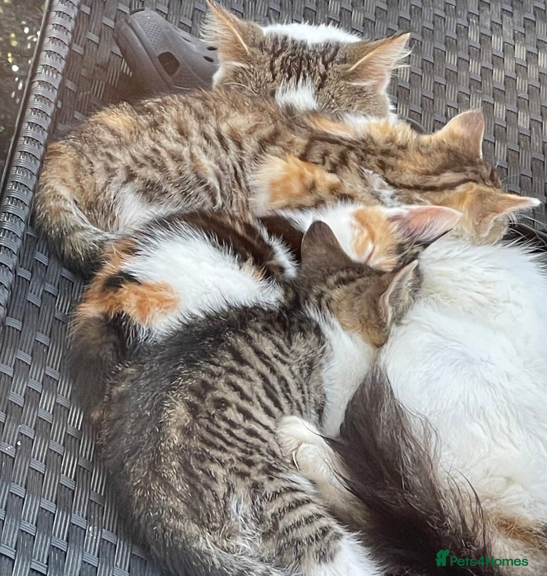 British Longhair cats for sale: 5 ADORABLE FLUFFY BRITISH LONG HAIR KITTENS - Image 7