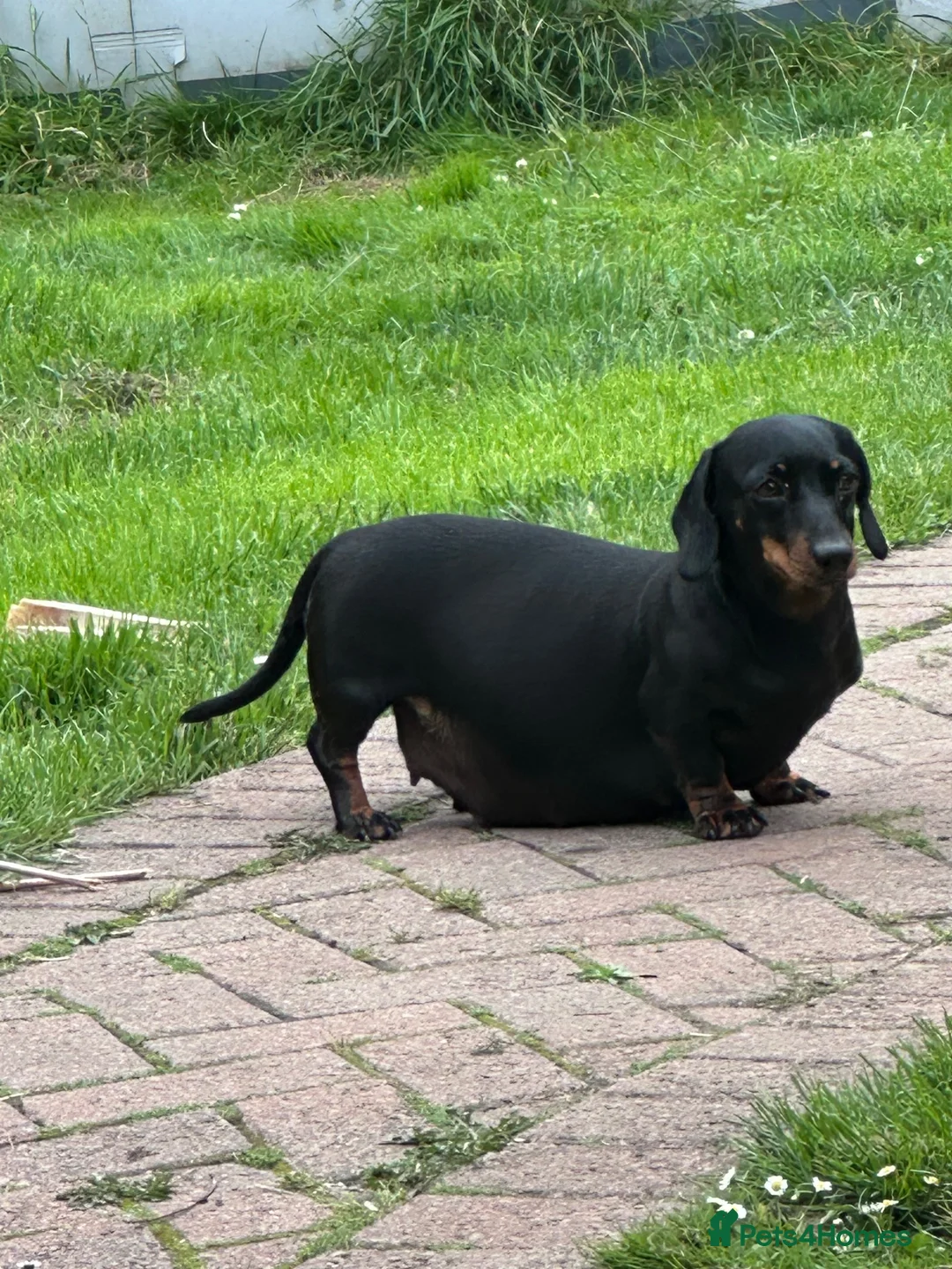 Miniature Dachshund dogs for sale: Miniature dachshund  in Eastleigh - Advert 13