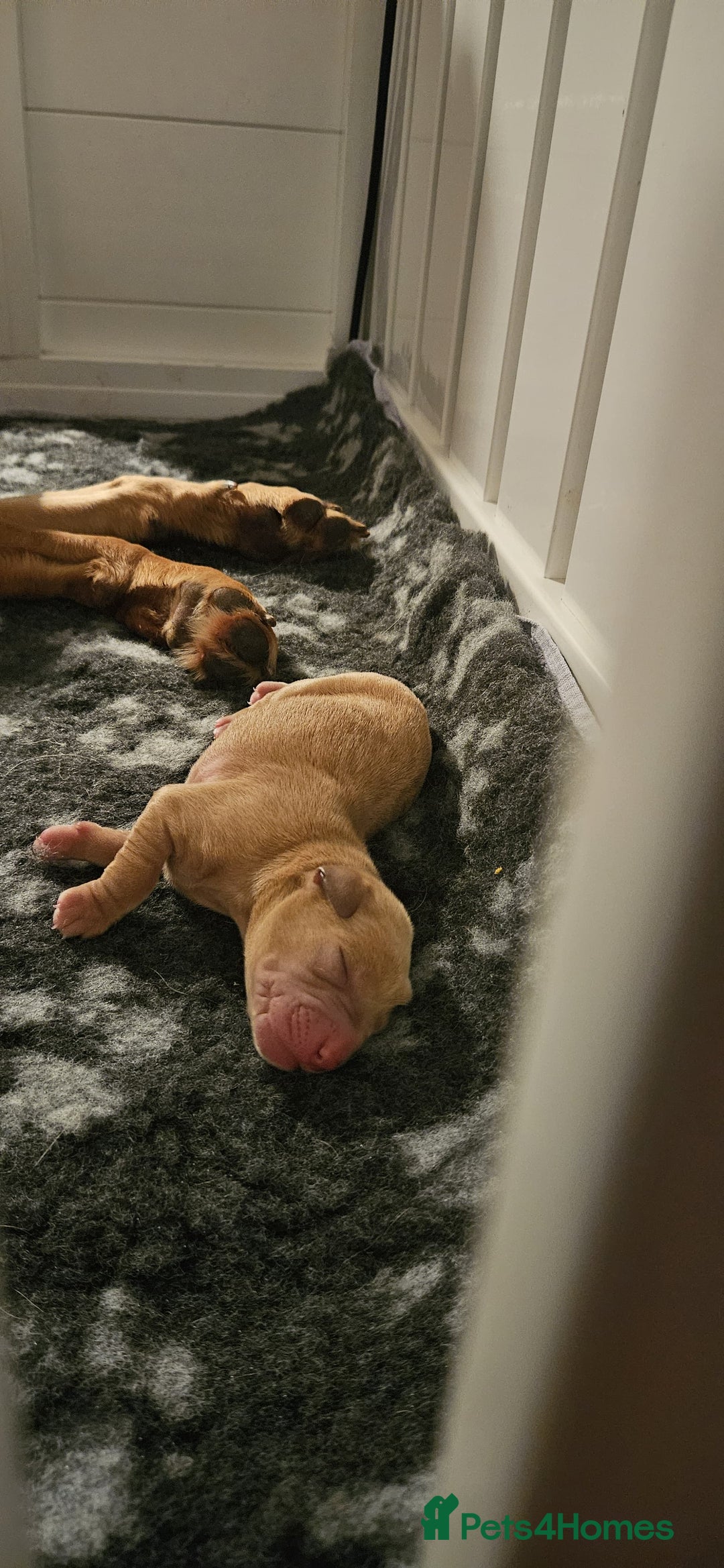 Labrador Retriever dogs for sale: Fox red pups by Mochuto Hot off the Press - Image 5