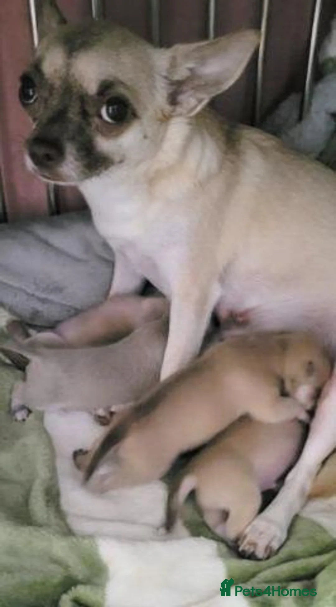 Chihuahua dogs for sale: Beautiful Chihuahua Puppies – 2 Boys & 2 Girls in Wokingham - Advert 1