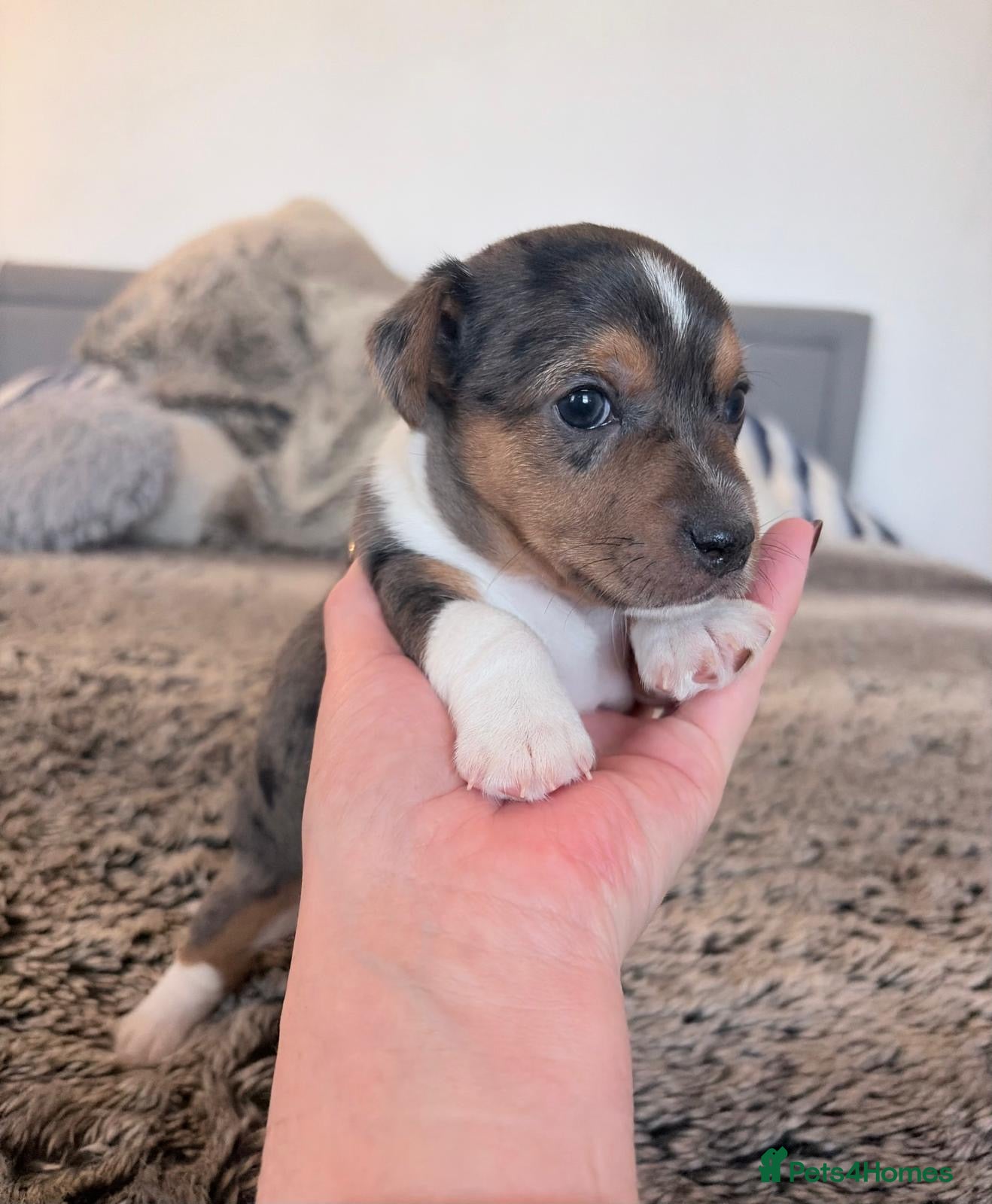 Jack Russell dogs 1 miniature blue merle boy - Jack Russell  - Advert 6