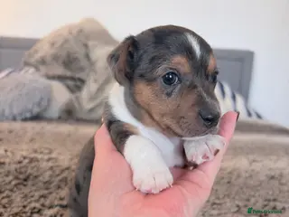Jack Russell dogs 1 miniature blue merle boy - Jack Russell - Advert 6