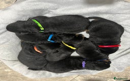 Rottweiler dogs for sale: Purebred German Rottweilers  - Advert 2