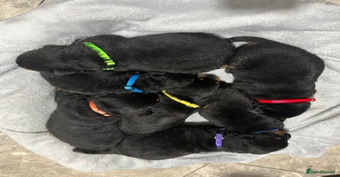 Rottweiler dogs Purebred German Rottweilers  - Advert 11