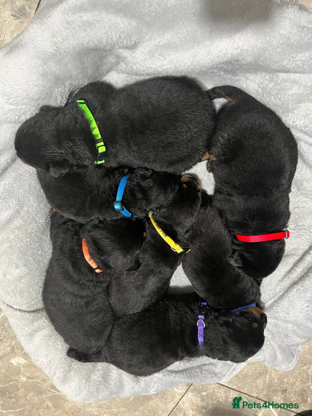 Rottweiler dogs for sale: Purebred German Rottweilers  - Advert 2