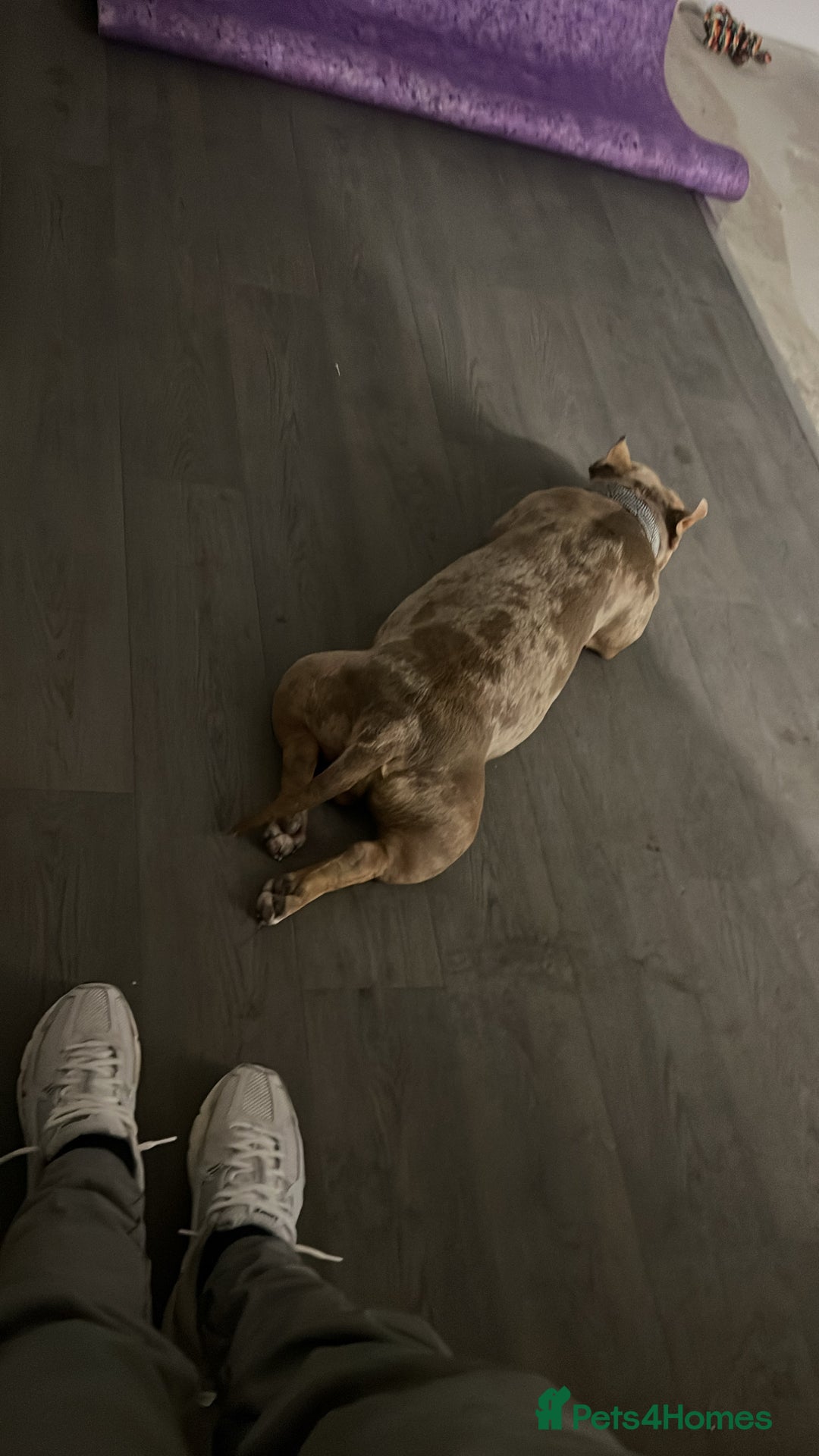 American Bully dogs for sale: Micro Pocket Bully Tri merle - Image 1
