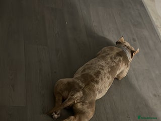 American Bully dogs - Advert 2