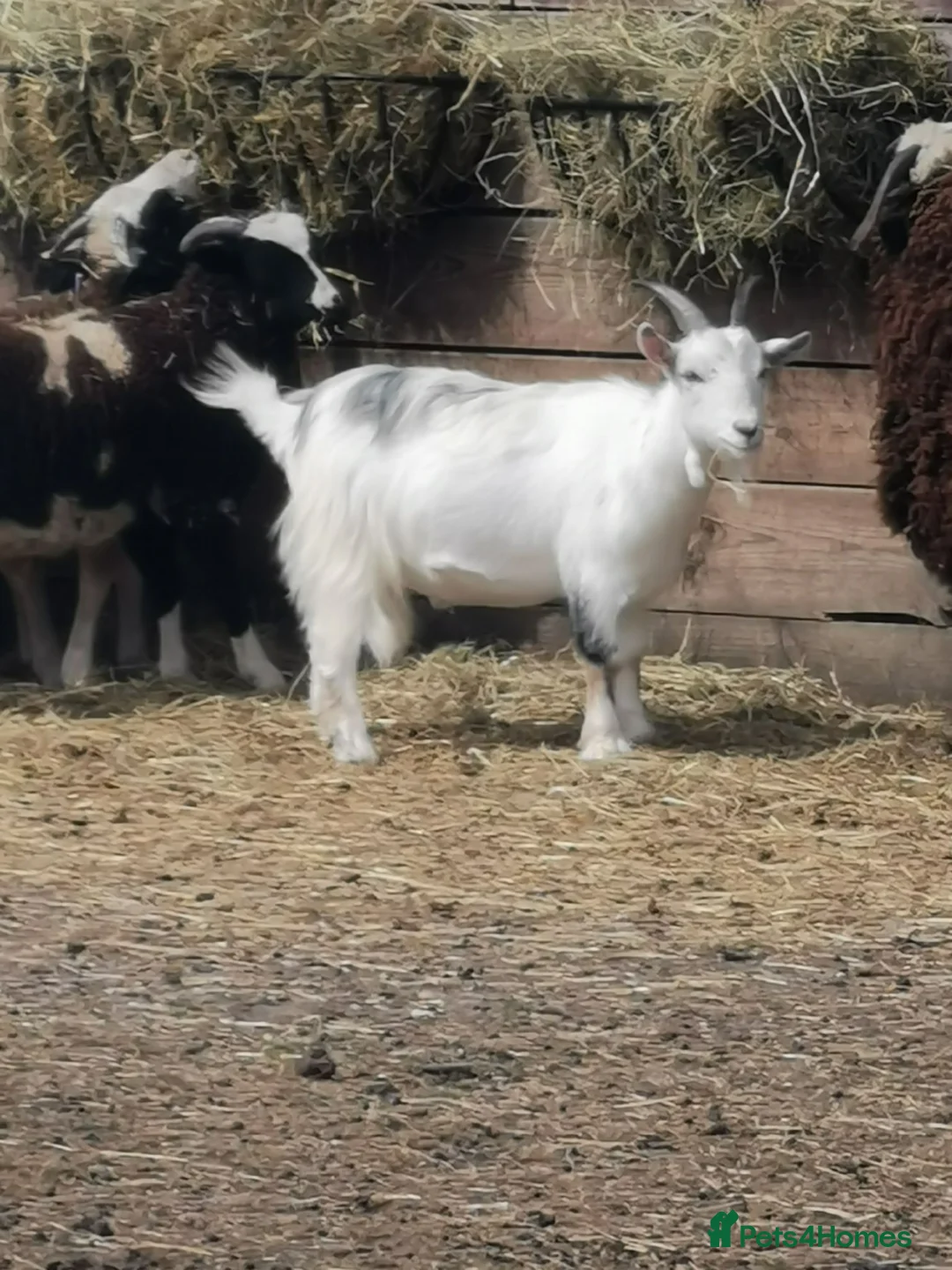 Goats livestock for sale: Very friendly pigme goat - Advert 7
