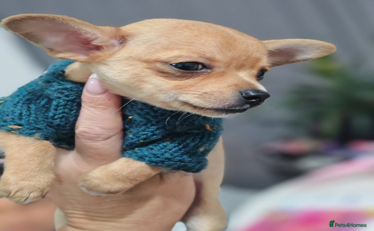 Chihuahua dogs - Advert 6