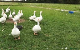 Geese poultry for sale: Large-strain Embden Geese-varying ages 2025 hatch - Image 3