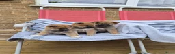 Japanese Shiba Inu dogs for sale: Last Lovely Shiba Inu Puppy, Ready for home now! - Advert 9