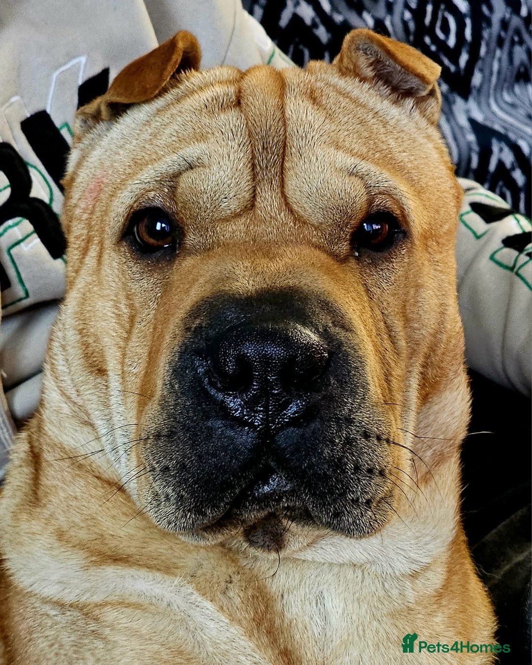 Shar Pei dogs for sale: Chase The Sharpei  - Advert 1