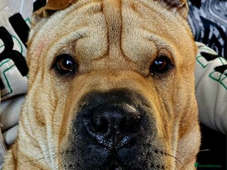 Shar Pei dogs Chase The Sharpei - Advert 1