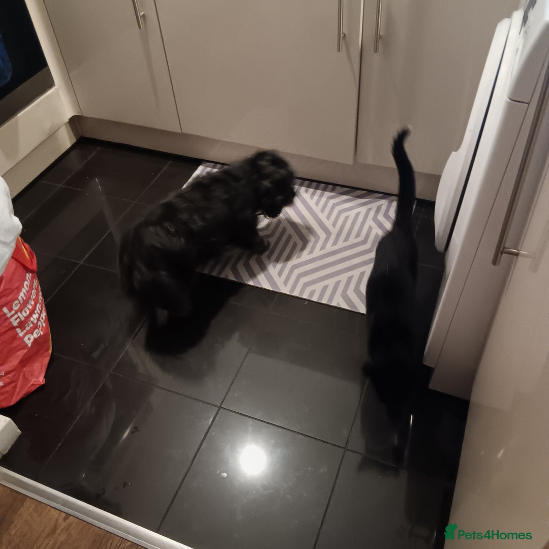 British Shorthair cats for sale: Black kitten approx 5 months - Image 1
