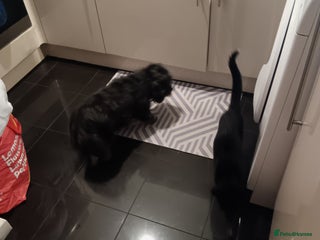 British Shorthair cats - Advert 2