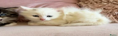 Siberian 3