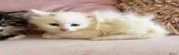 Siberian cats for sale: Three Very Fluffy Kittens!  - Advert 3