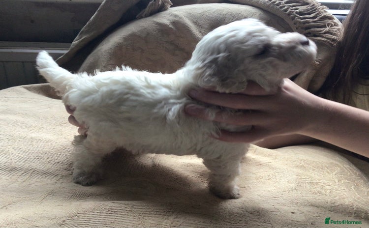 Lagotto Romagnolo dogs - Advert 12