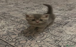 British Shorthair cats for sale:  British kittens - Image 2