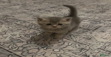 British Shorthair cats - Advert 10