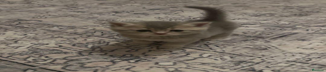 British Shorthair Kitten 2