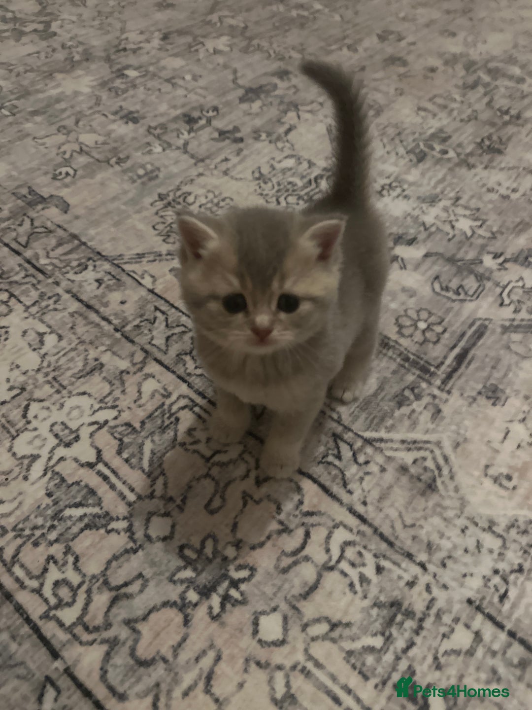 British Shorthair cats for sale:  British kittens - Image 2