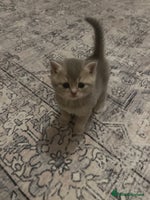 British Shorthair cats - Advert 8