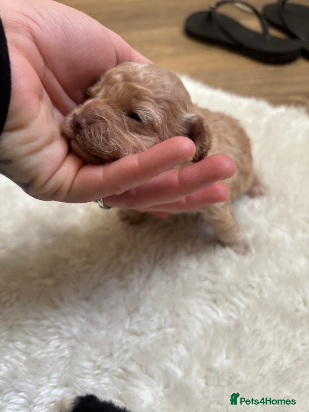 Cockapoo dogs for sale: Miniature f1 cocker poodles  - Advert 5