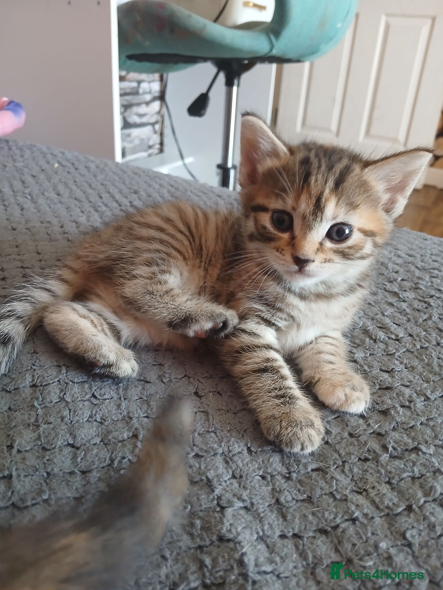 Mixed Breed cats Bengal cross British shorthair ready to reserved  - Advert 6