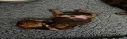 Sprocker dogs for sale: Beautiful Sprocker puppies  - Advert 9