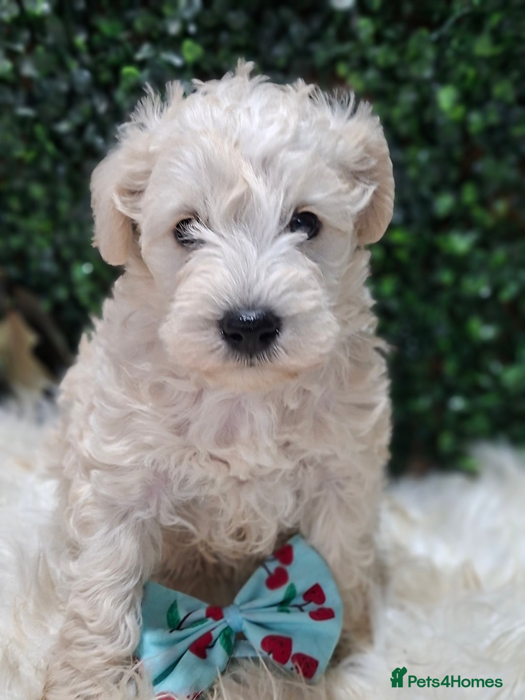 Mixed Breed dogs for sale: ✨ Exceptional Toy Schnoodle Puppies Available ✨ - Advert 10