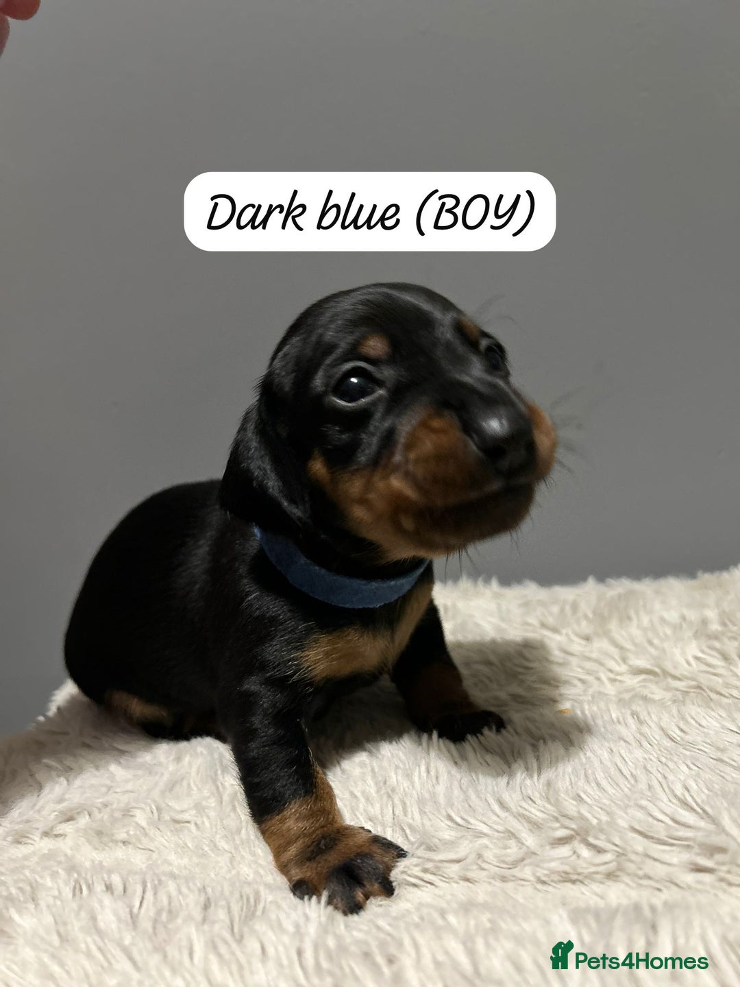 Miniature Dachshund dogs for sale: Miniature dachshund  - Advert 16