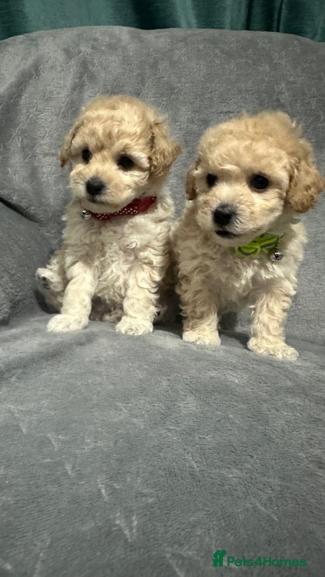 Maltipoo dogs for sale: Gorgeous F1 Toy Maltipoo Puppies  - Advert 25