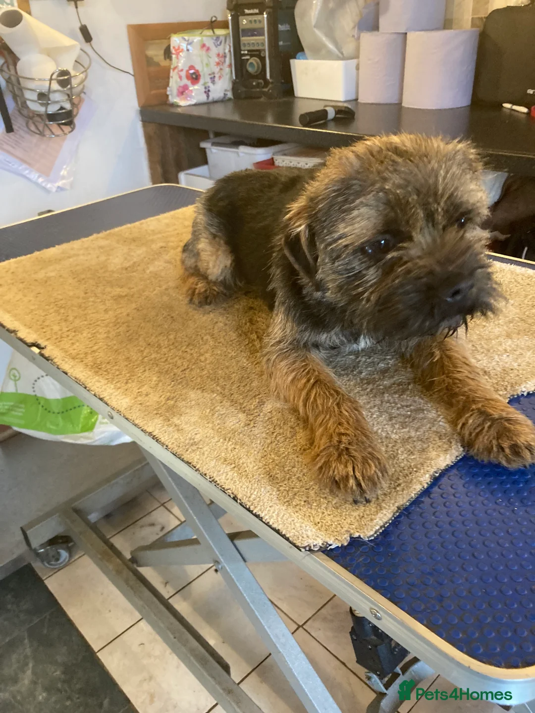 Border Terrier dogs for stud: MEET FINN in Maidstone - Advert 3