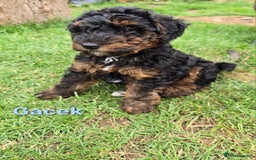 Mixed Breed dogs for sale: Fox Terrier × Australian Labradoodle Pups Sale - Image 12