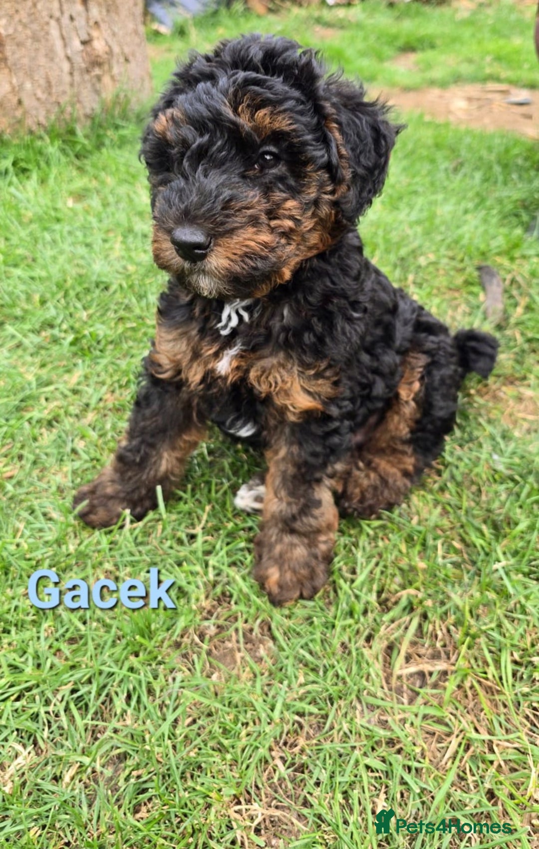 Mixed Breed dogs for sale: Fox Terrier × Australian Labradoodle Pups Sale - Image 12