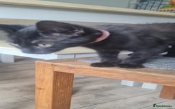 Mixed Breed cats for sale: Cute boy kittens ready now - Image 9