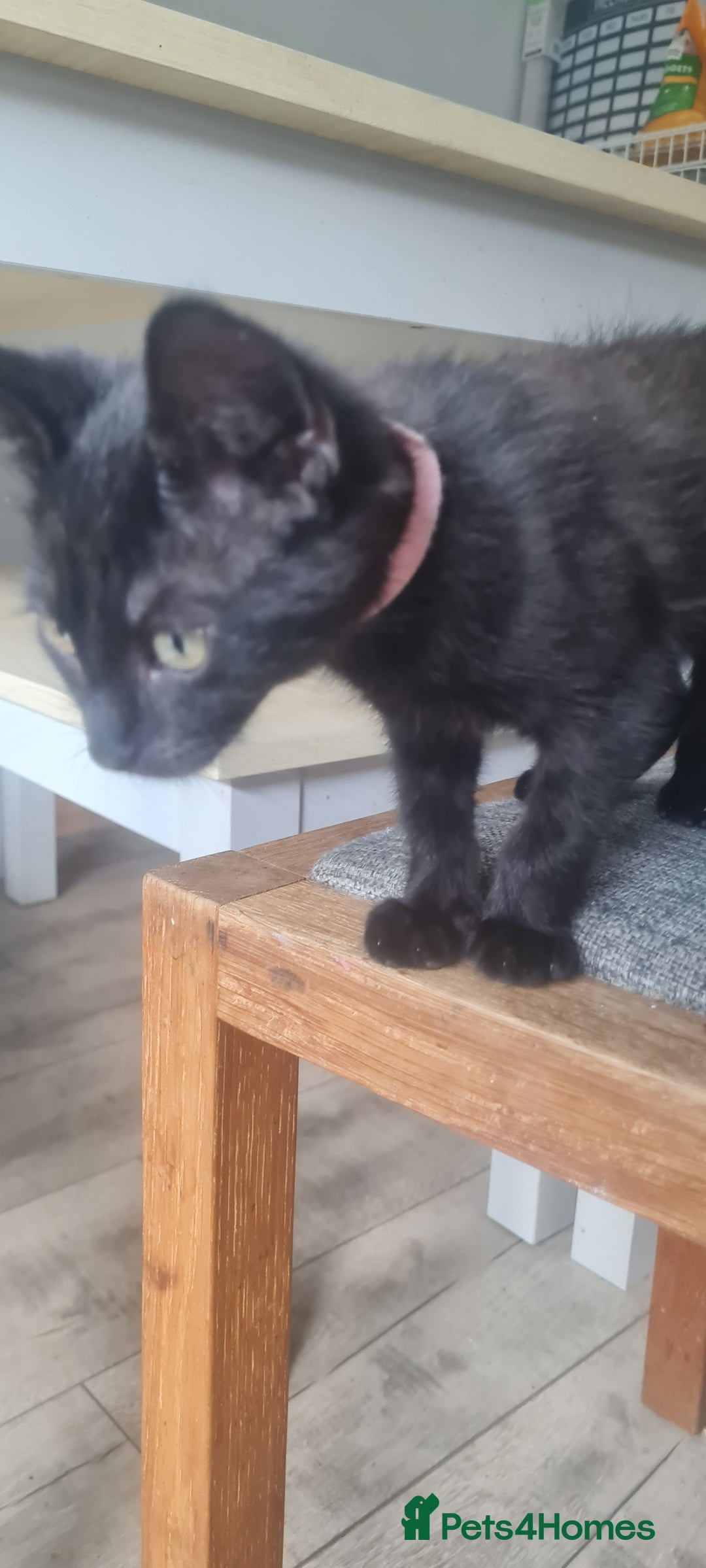 Mixed Breed cats for sale: Cute boy kittens ready now - Image 9