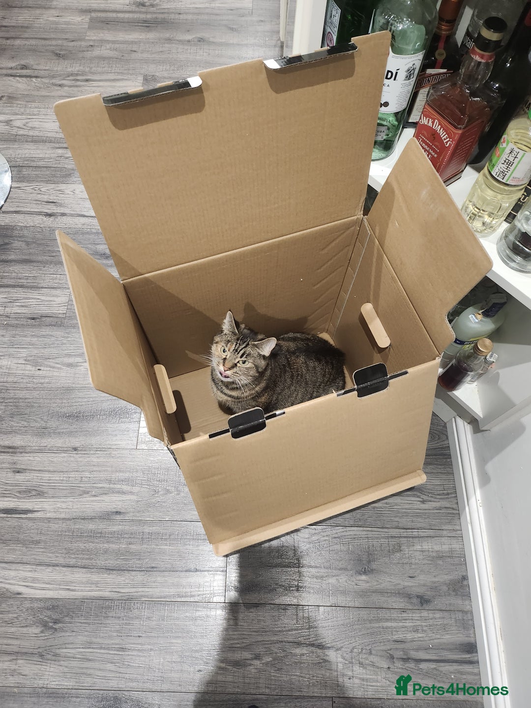 Mixed Breed cats for sale: Ria    - Advert 3