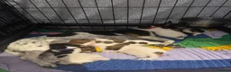 Jack Russell dogs for sale: 5 Jack Russell Puppies for Sale - Advert 12