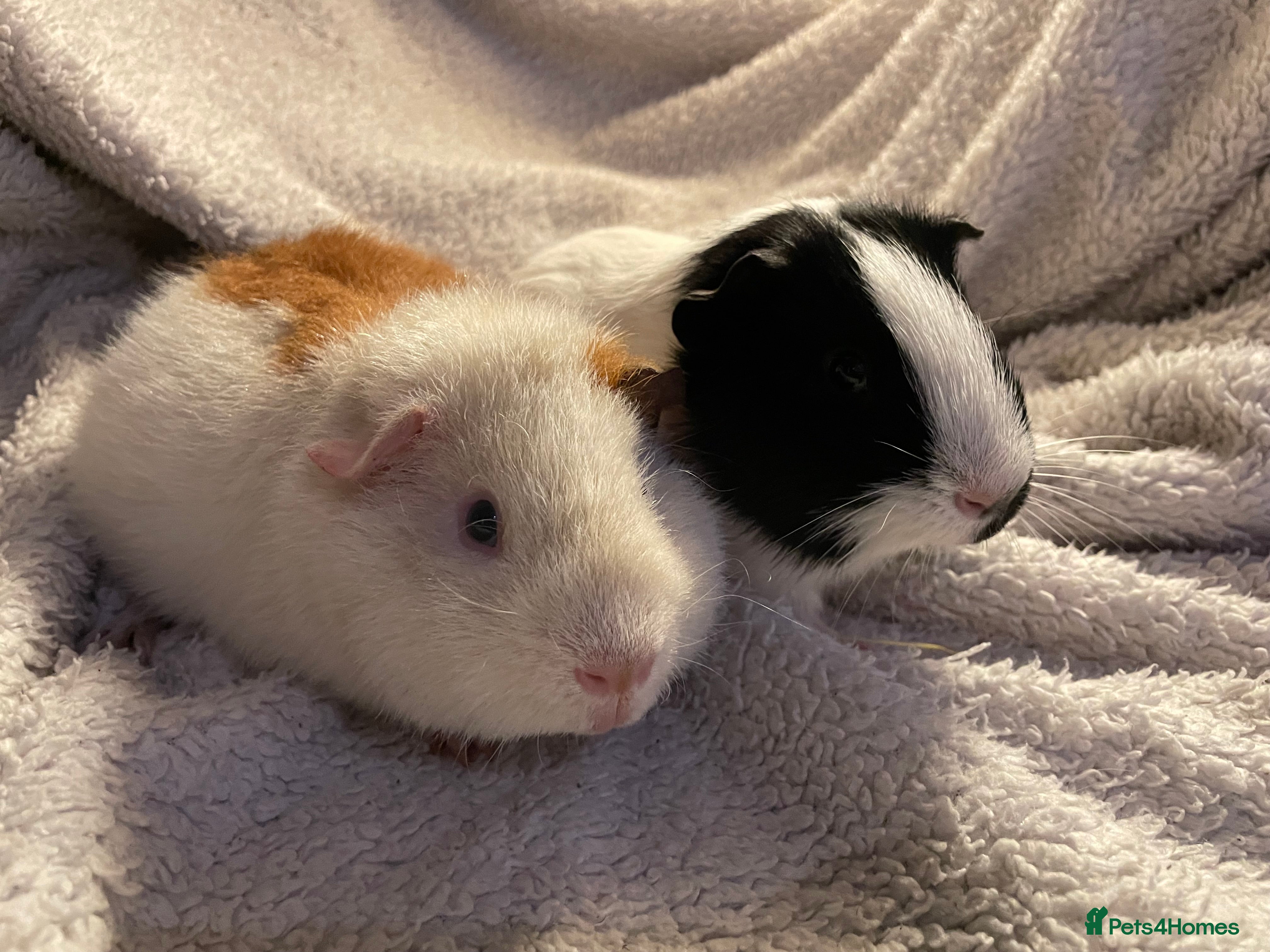 Guinea Pig rodents Baby boar boy guinea pigs  - Advert 2