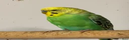 Budgerigars birds for sale: Adult budgies for sale , ready now  - Advert 6