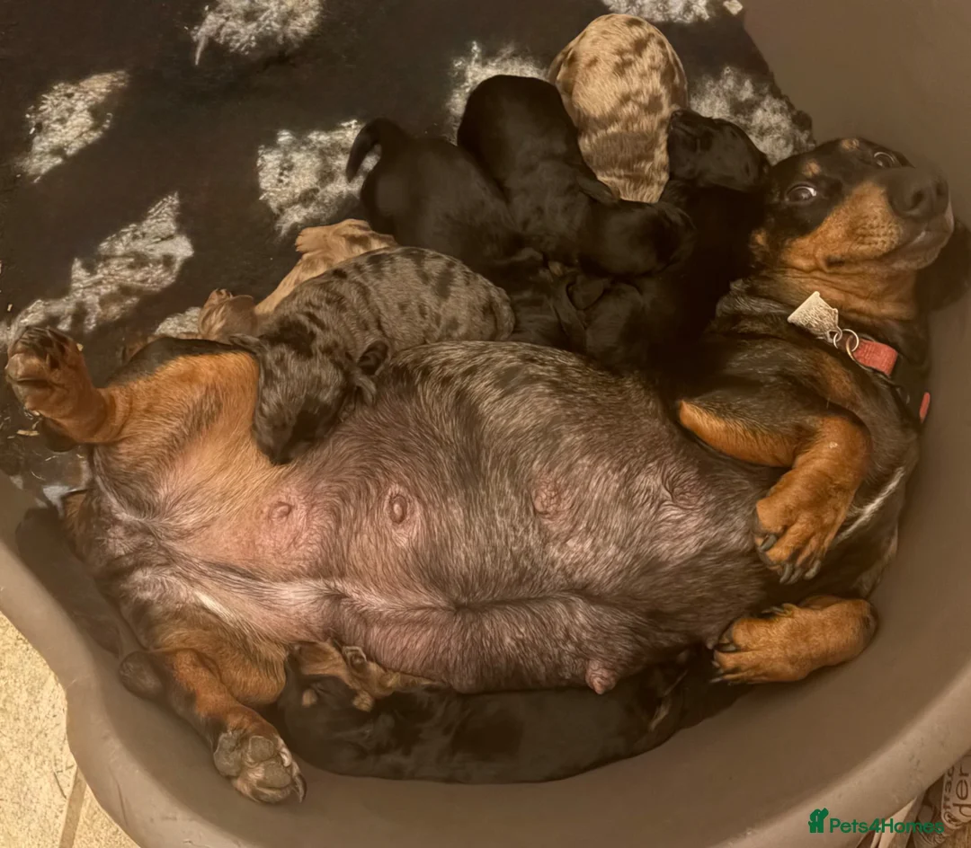 Doxiepoo dogs for sale: 7 Beautiful Doxiepoos  in Wetherby - Advert 15