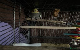 Cockatiels birds for sale: Cockatiel for sale  - Image 3