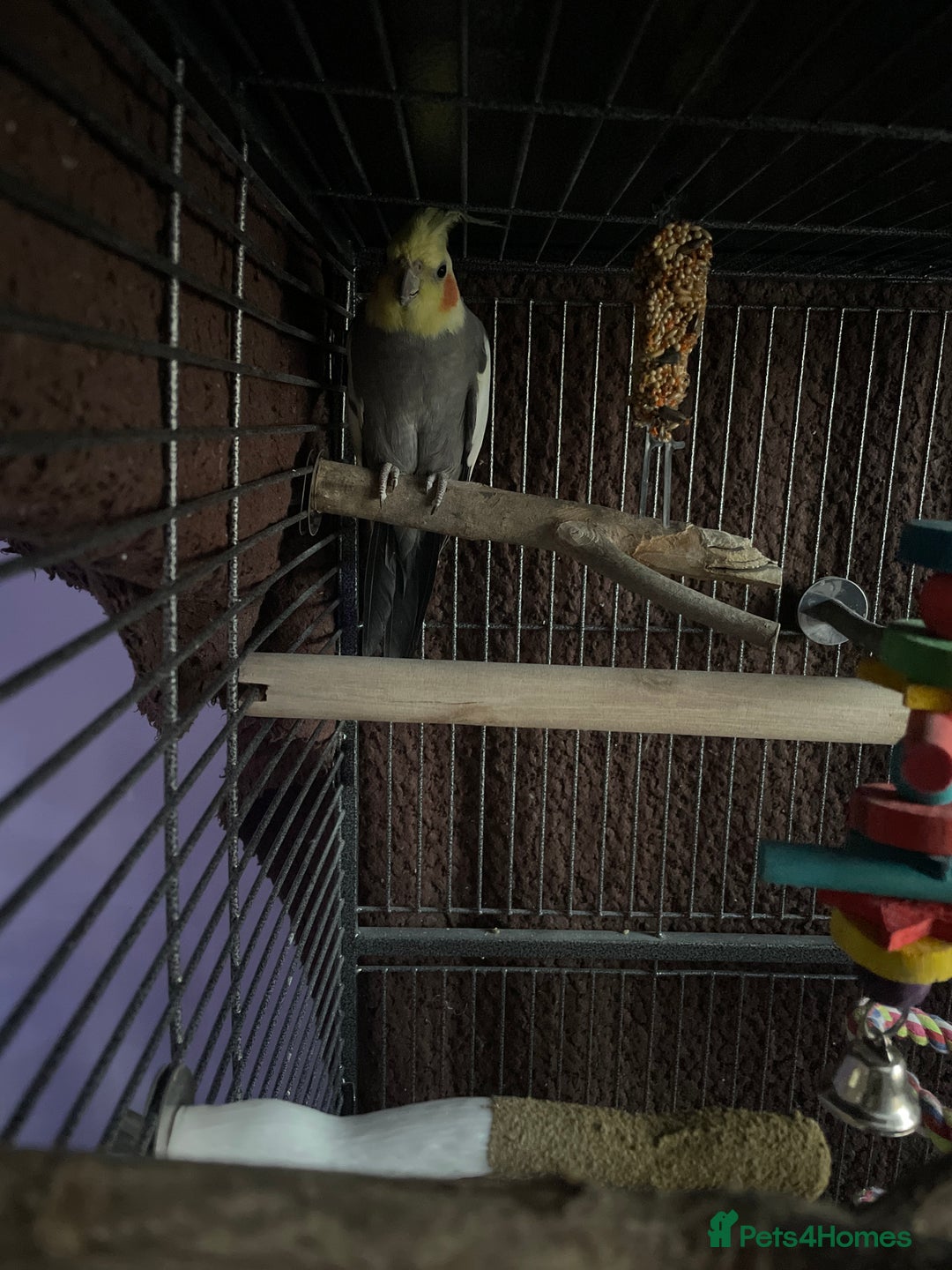 Cockatiels birds for sale: Cockatiel for sale  - Image 3