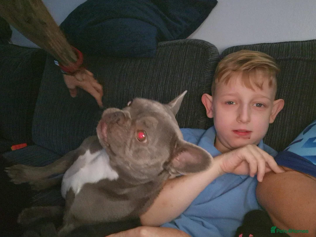 French Bulldog dogs for sale: French bull dog in Billingham - Advert 7