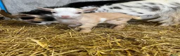 Goats livestock for sale: Proven Billy Goat – 2 Years Old Seeking Good Home - Advert 5