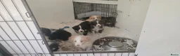 Border Collie dogs for sale: STUNNING HEALTH TESTED BORDER COLLIES in Huddersfield - Advert 14