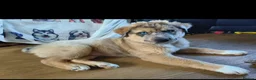 Mixed Breed dogs for stud: FOR STUD ONLY - Advert 14