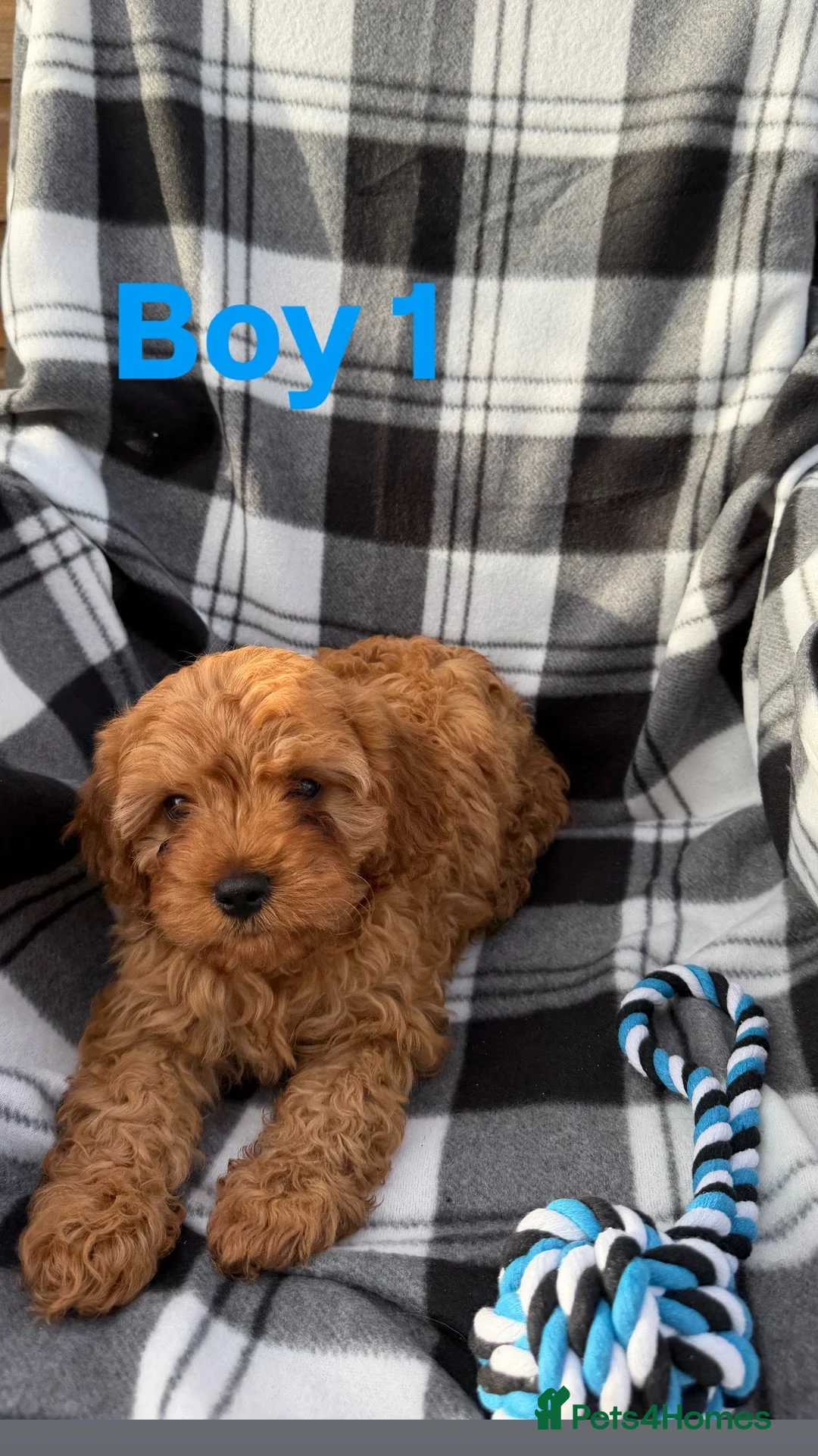 Cavapoo dogs for sale: Stunning f1 cavapoos ready now ! in Coventry - Advert 11